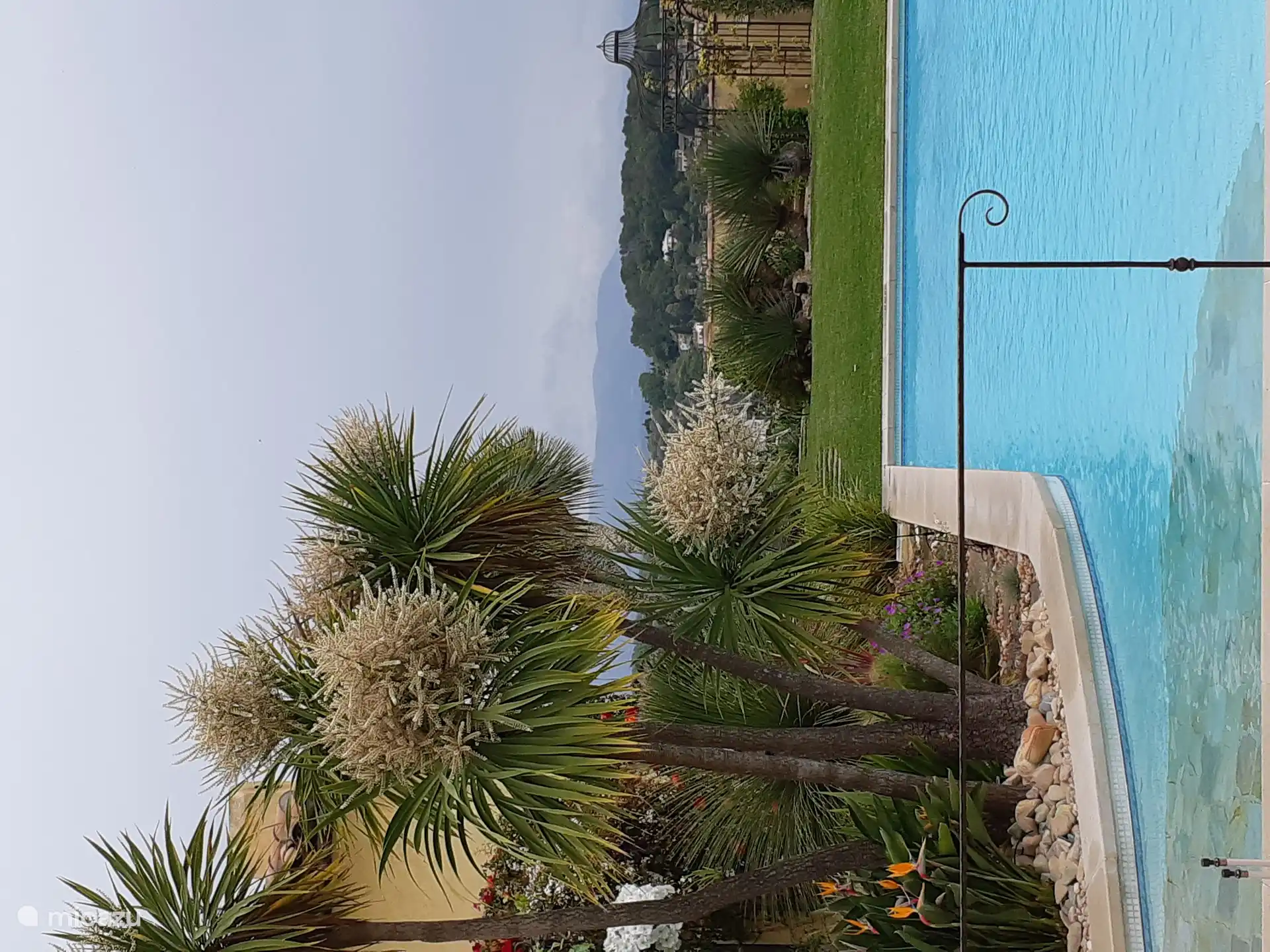Cordyline Australis in voller Blüte