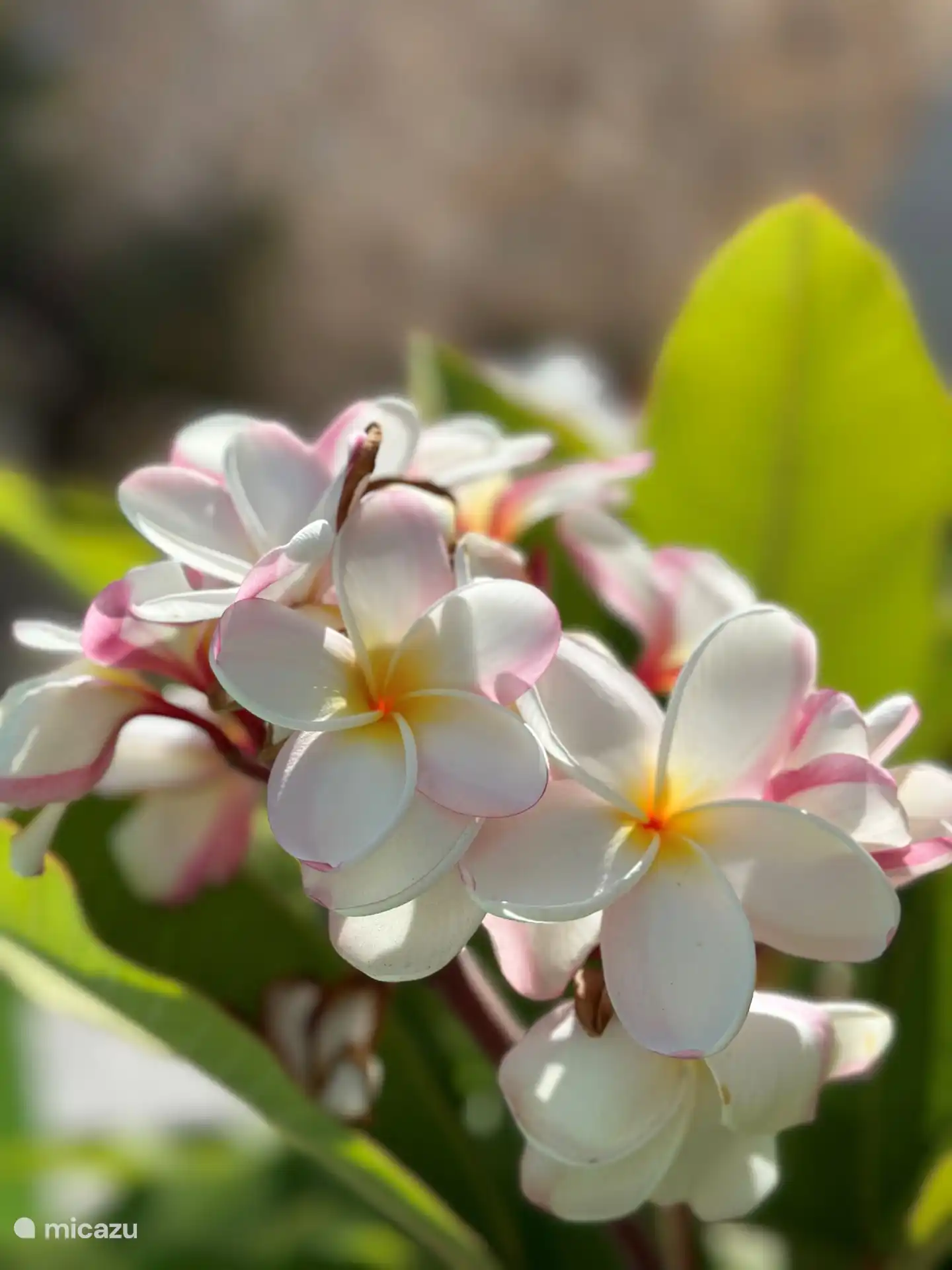 One of the beautiful plants on the terrace.