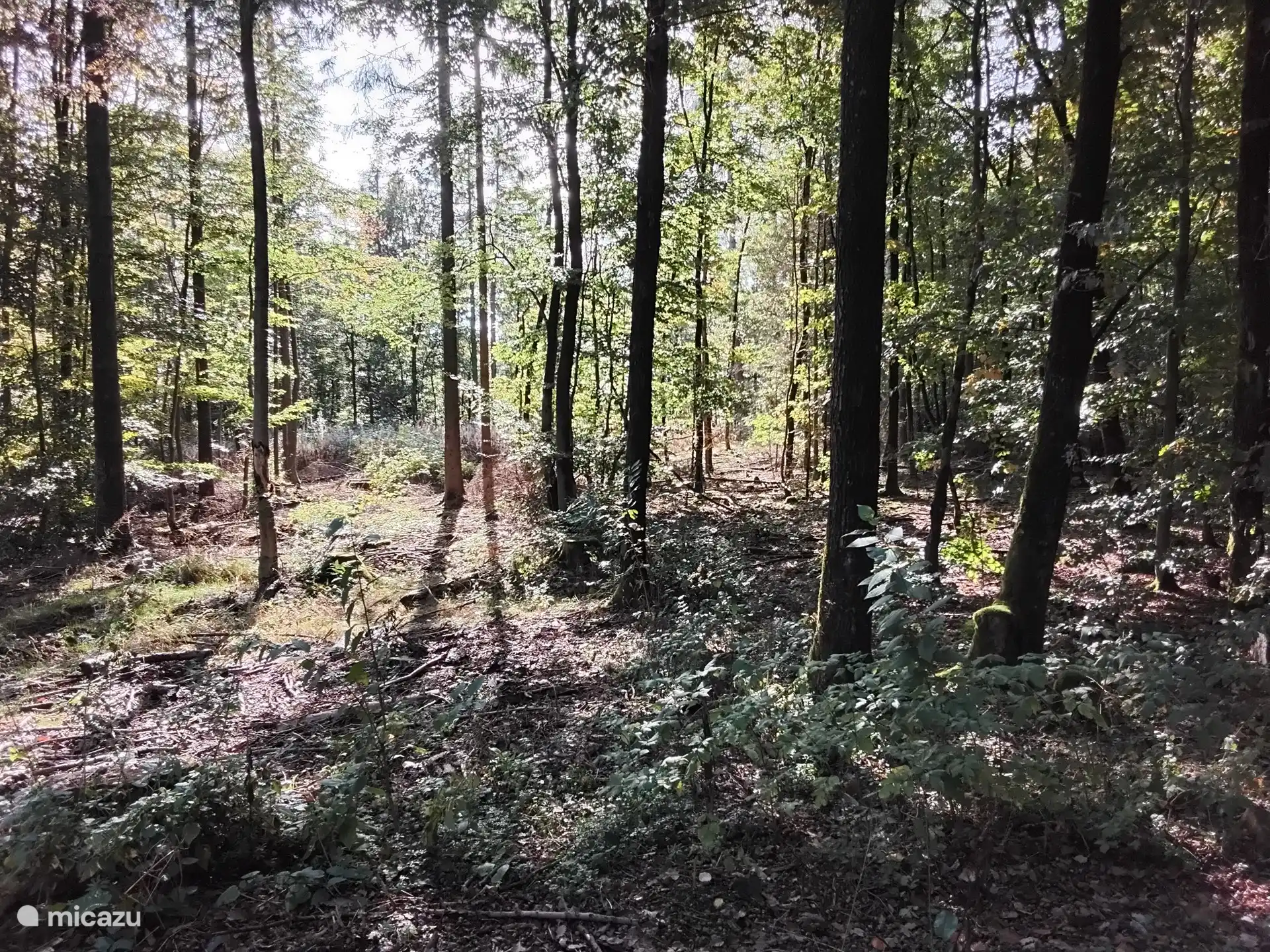 Waldweg an der Straßenecke