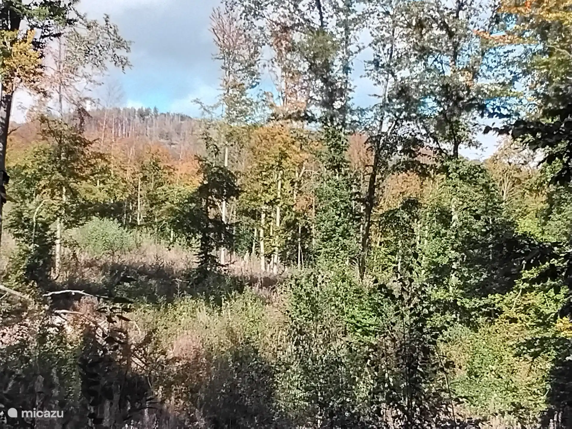 Paseo por el bosque en la esquina de la Straast