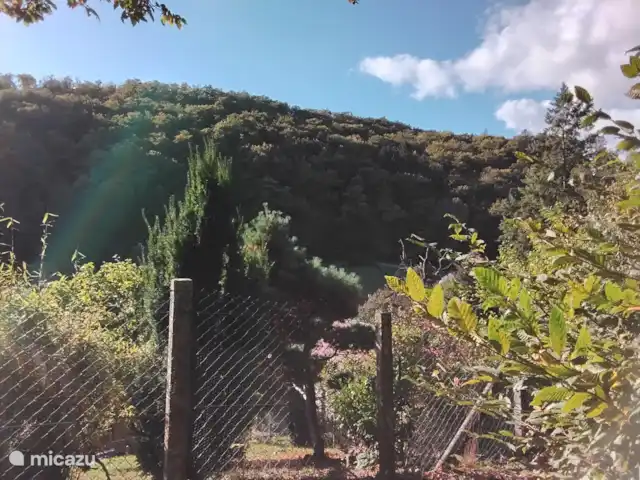 Hochwald Maxi huren in Duitsland, Nedersaksen, Bad Sachsa - appartement uitzicht tijdens wandeling in bos op de hoek van de straat