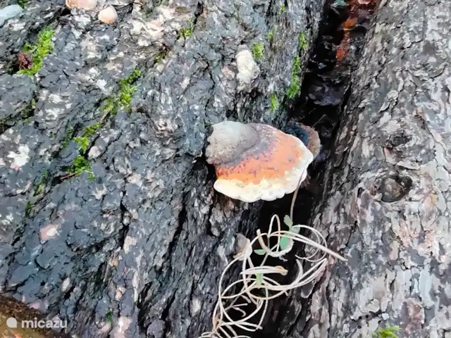 Hochwald Maxi huren in Duitsland, Nedersaksen, Bad Sachsa - appartement paddenstoelen spotten tijdwens mooie wandelingen