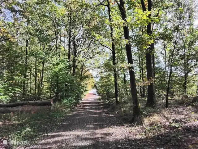 Hochwald Maxi huren in Duitsland, Nedersaksen, Bad Sachsa - appartement bospaadje