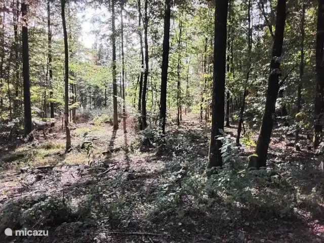 Hochwald Maxi huren in Duitsland, Nedersaksen, Bad Sachsa - appartement bos