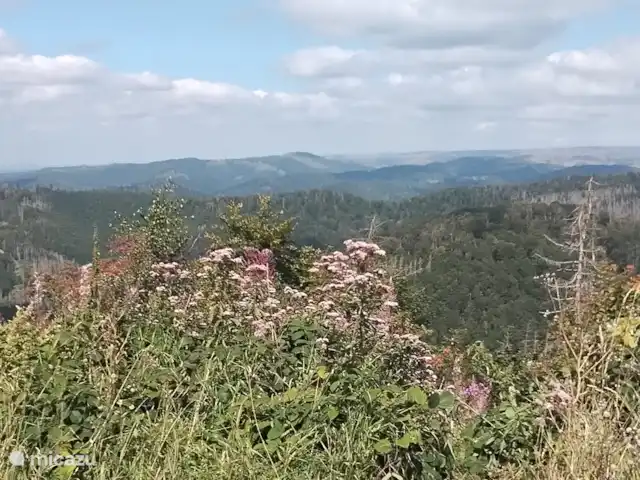 Hochwald En Suite | Allemagne, Basse-Saxe, Bad Sachsa - pension / maison d’hôtes / chambre privée Environnement