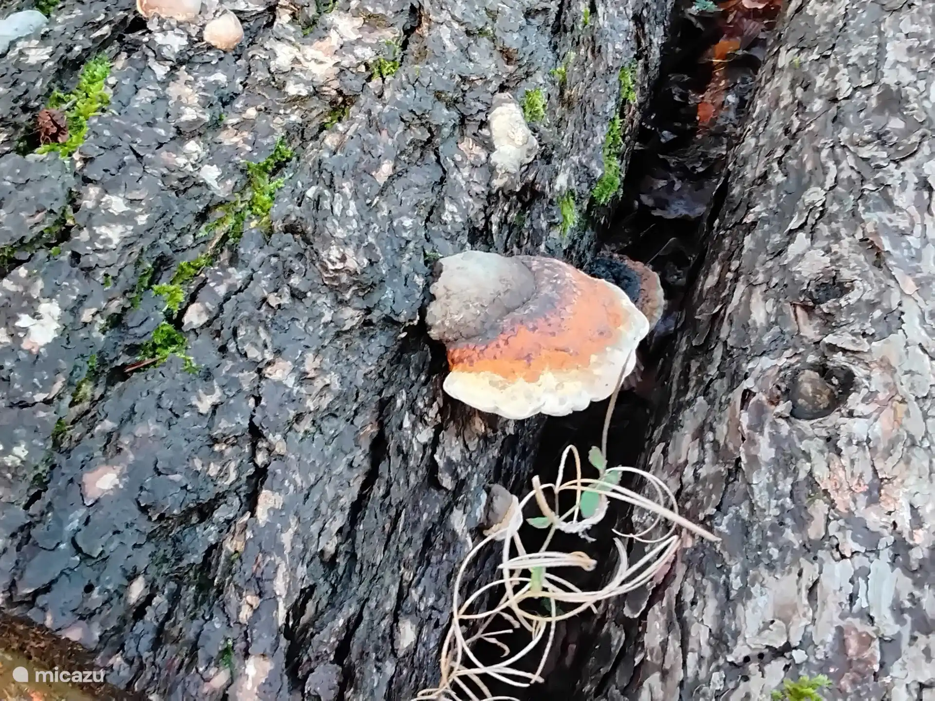 Pilze beim Wandern entdecken