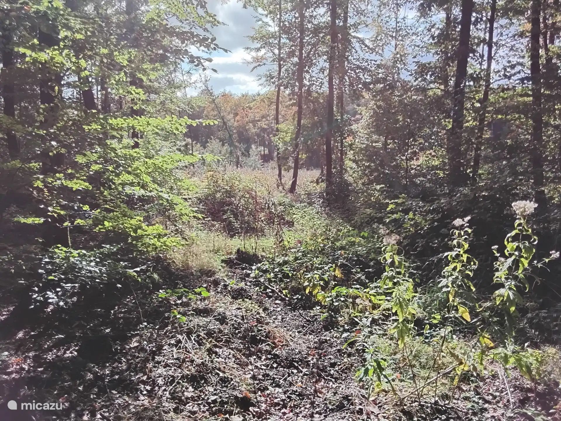 Wald um die Ecke von der Straße