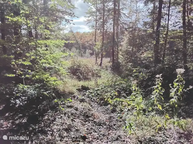 Hochwald En Suite | Allemagne, Basse-Saxe, Bad Sachsa - pension / maison d’hôtes / chambre privée Forêt au coin de la rue