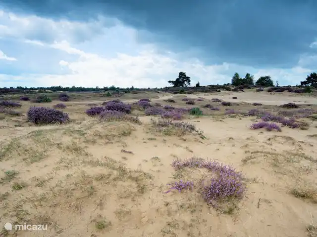 Chalet L’Oiseau Chanceux | Pays-Bas, Drenthe, Zorgvlied - maison de vacances Drents-Friese