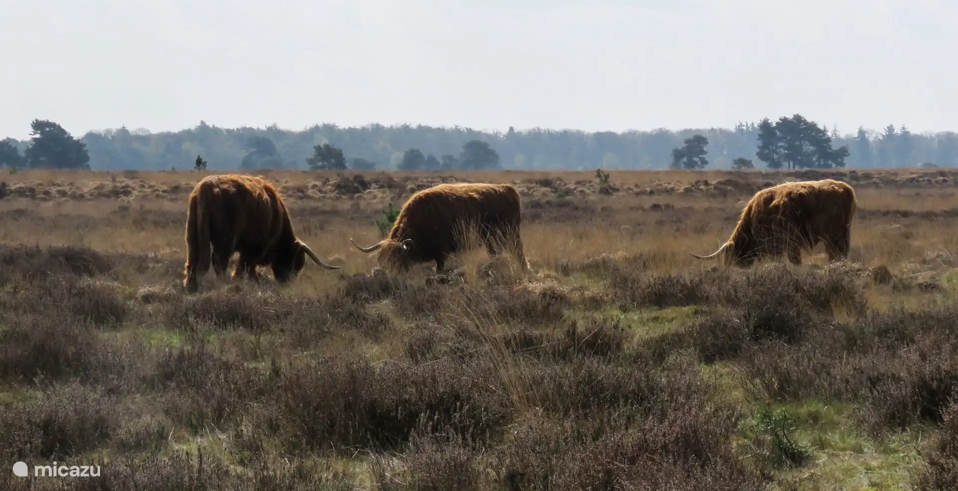 Drents-Friese würde
