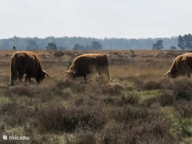 Chalet L’Oiseau Chanceux | Pays-Bas, Drenthe, Zorgvlied - maison de vacances Drents-Friese