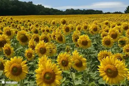 De beaux champs de tournesols