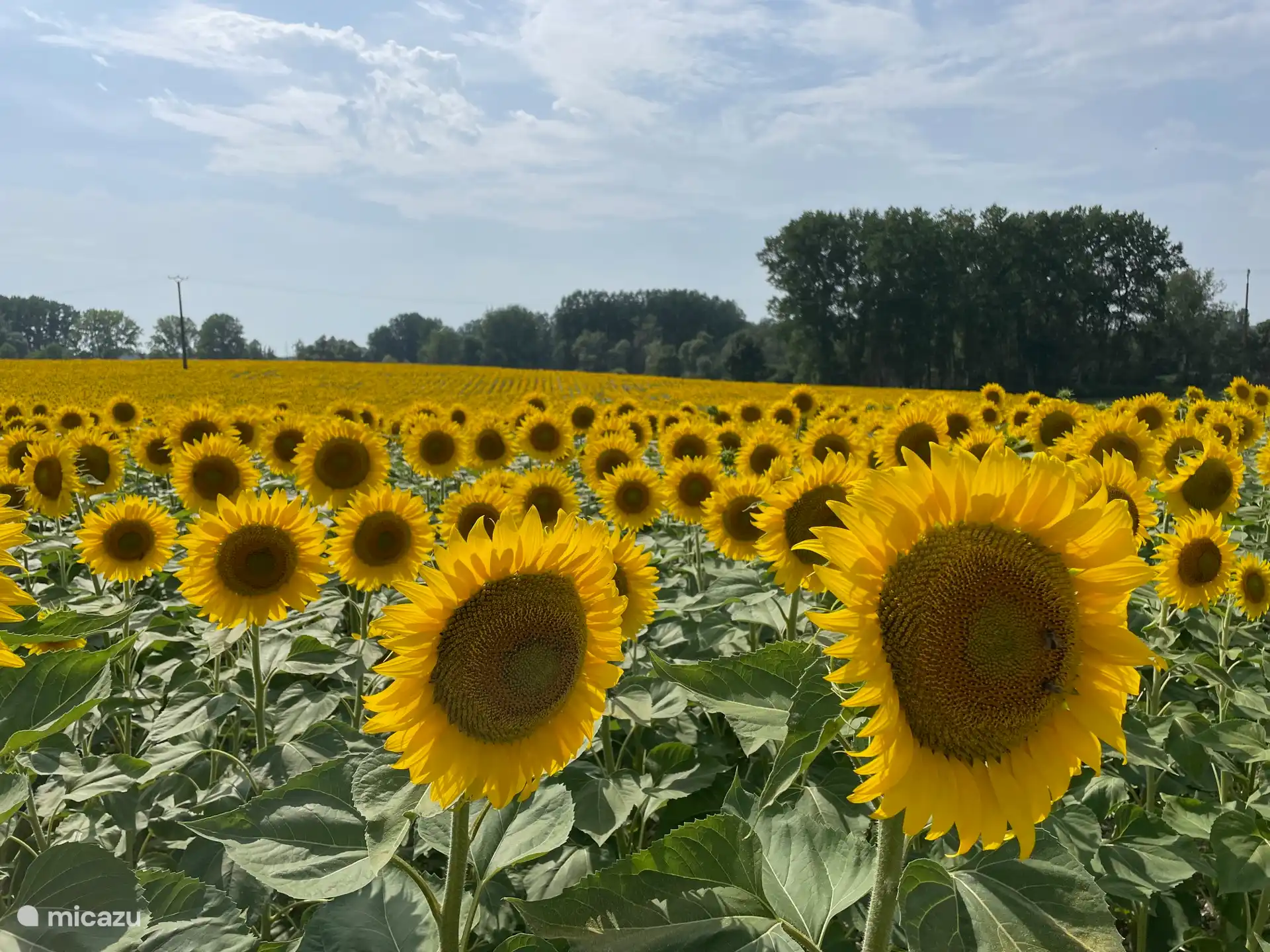 Schitterende zonnebloem velden