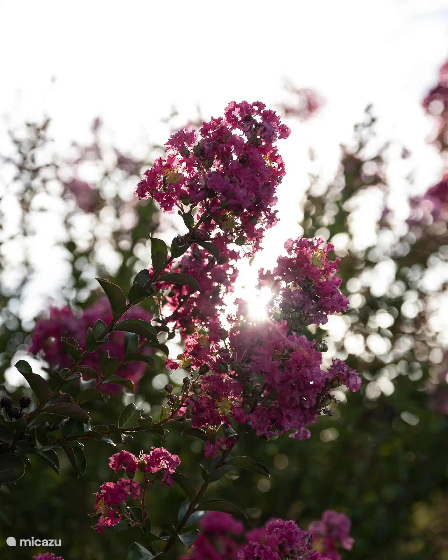 Schöne blumige Opulenz