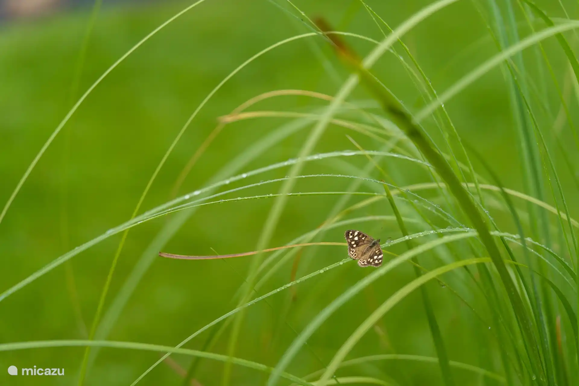 Der Garten atmet die Natur. Wenn man genau hinschaut, kann man allerlei Dinge erkennen. Letzten Frühling brüteten sogar ein Rotkehlchen und ein Fitis im Garten! 