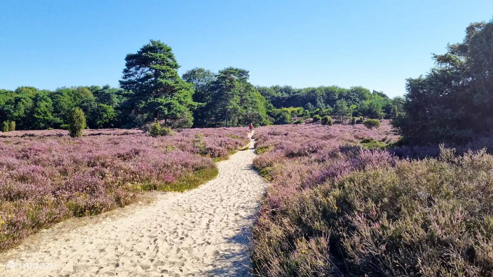 Schöner Spaziergang auf dem lila Heidekraut. Auf jeden Fall eine Chance im August!