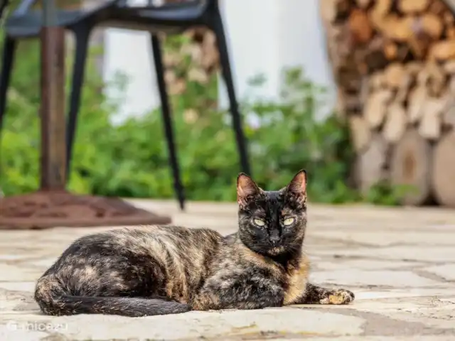 Villa Azahar en España, Valencia, Castellón - villa Gato de jardín Moepie, un vagabundo que ha decidido vivir en el jardín y dar mimos a todo el que lo desee