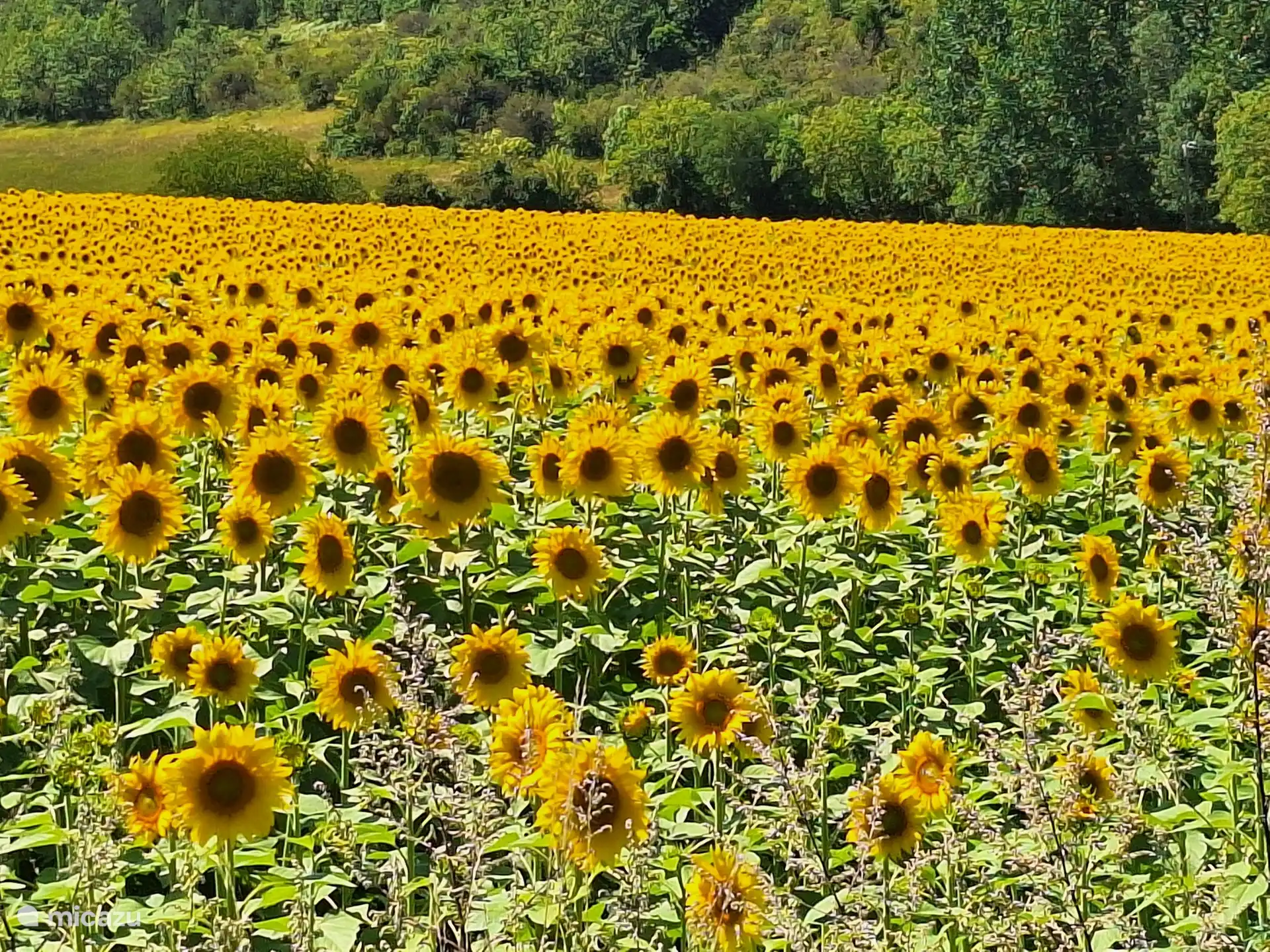 Champ de tournesol