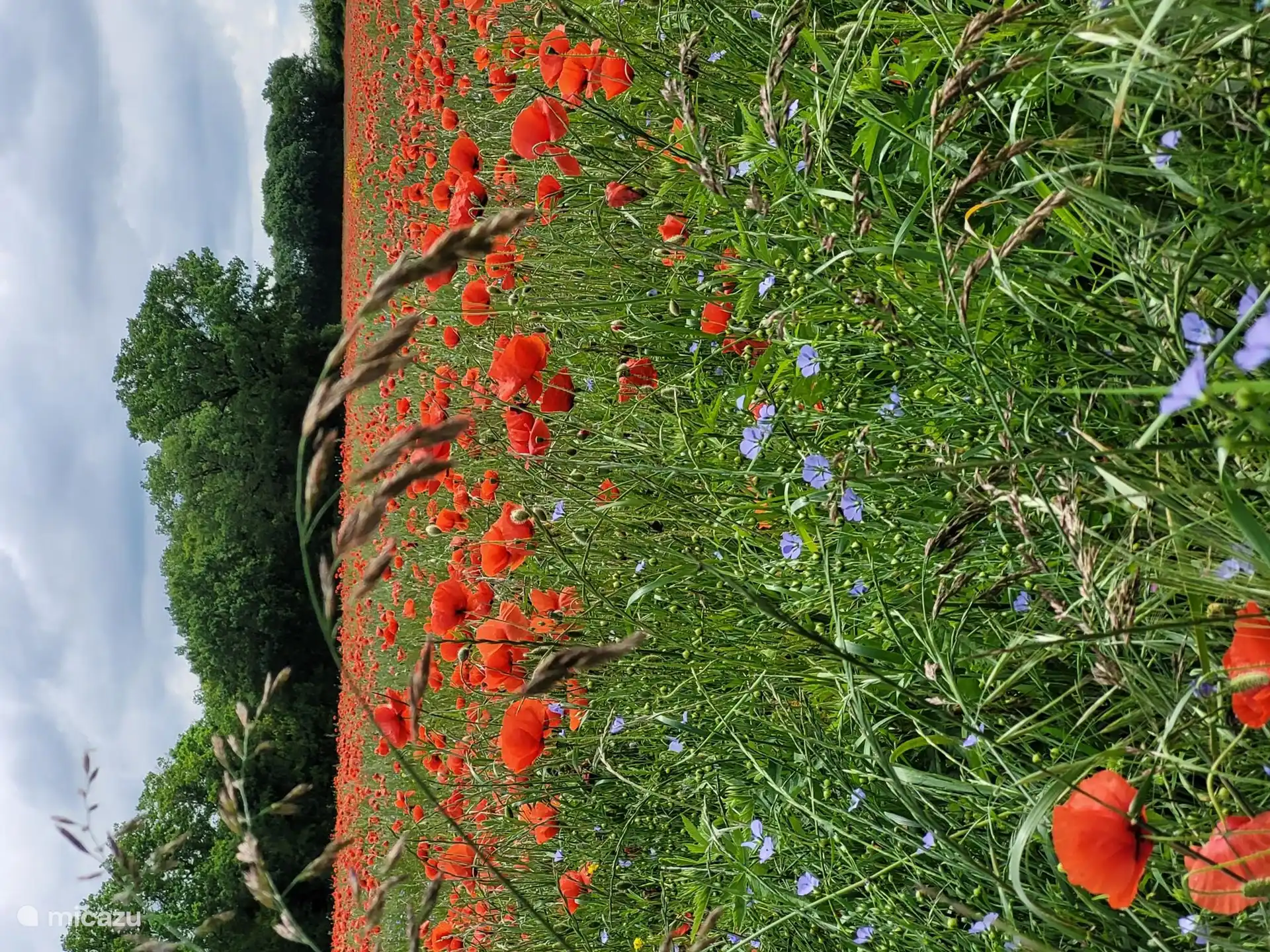 Champ de coquelicots