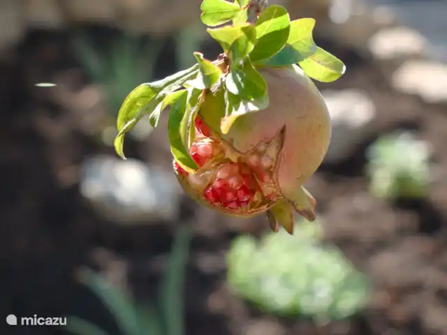 Location de Vacances Portugal, Algarve, São Brás de Alportel, villa - Villa Peral Arrière-cour