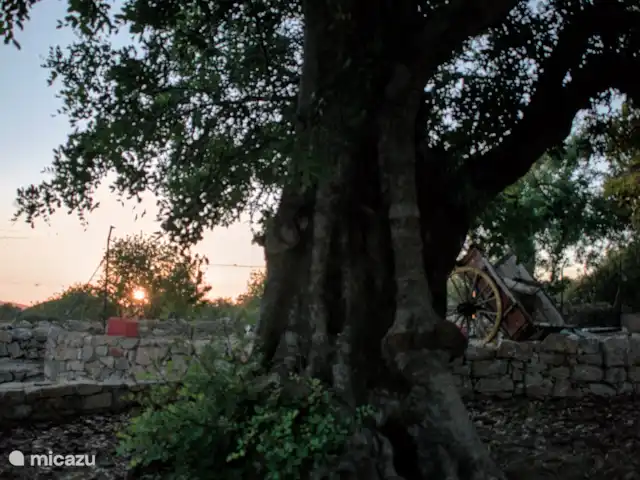 Location de Vacances Portugal, Algarve, São Brás de Alportel, villa - Villa Peral Arrière-cour