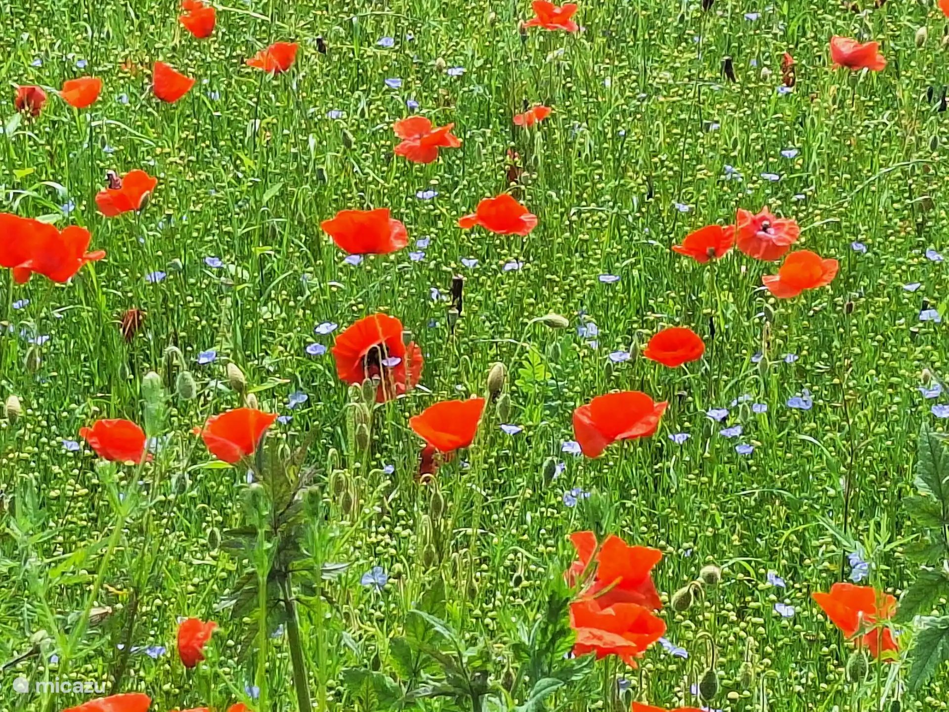 Feld Mohn