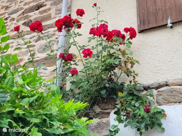 Gîte La Cave | France, Dordogne, Saint-Saud-Lacoussière - gîte / cottage Rose sur le mur