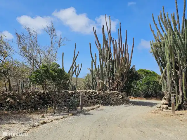 geschakelde woning huren in Aruba, Centraal Aruba, Savaneta – Natural Paradise Guesthouse Uw eigen oprijlaan en parkeerplaatst biedt genoeg ruimte aan uw auto(s).