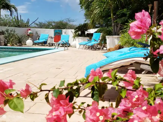 geschakelde woning huren in Aruba, Centraal Aruba, Savaneta – Natural Paradise Guesthouse De tuin is rijk aan bloemen en planten; zeer rustgevens en prachtig voor foto's.