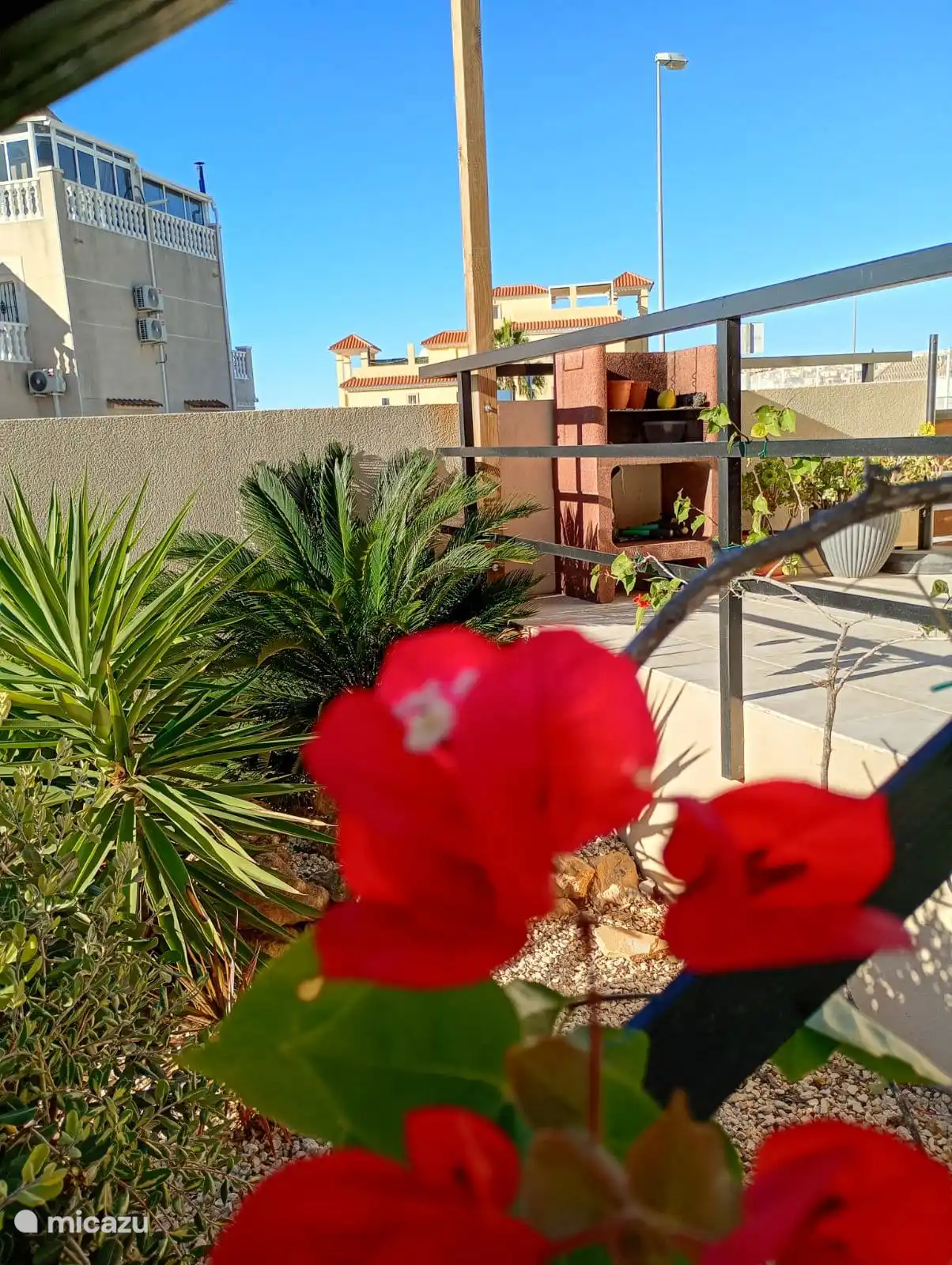 Bouganville in de tuin