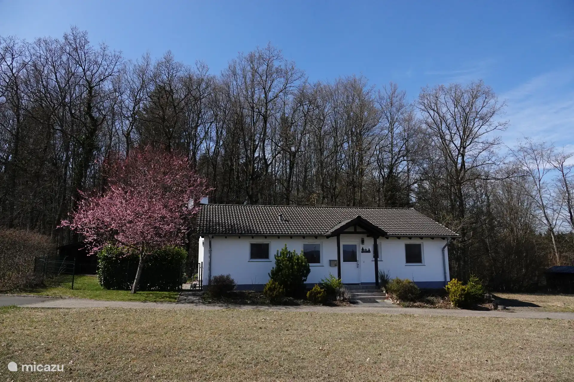 Frühling 2025 Blüte noch nicht in voller Blüte 