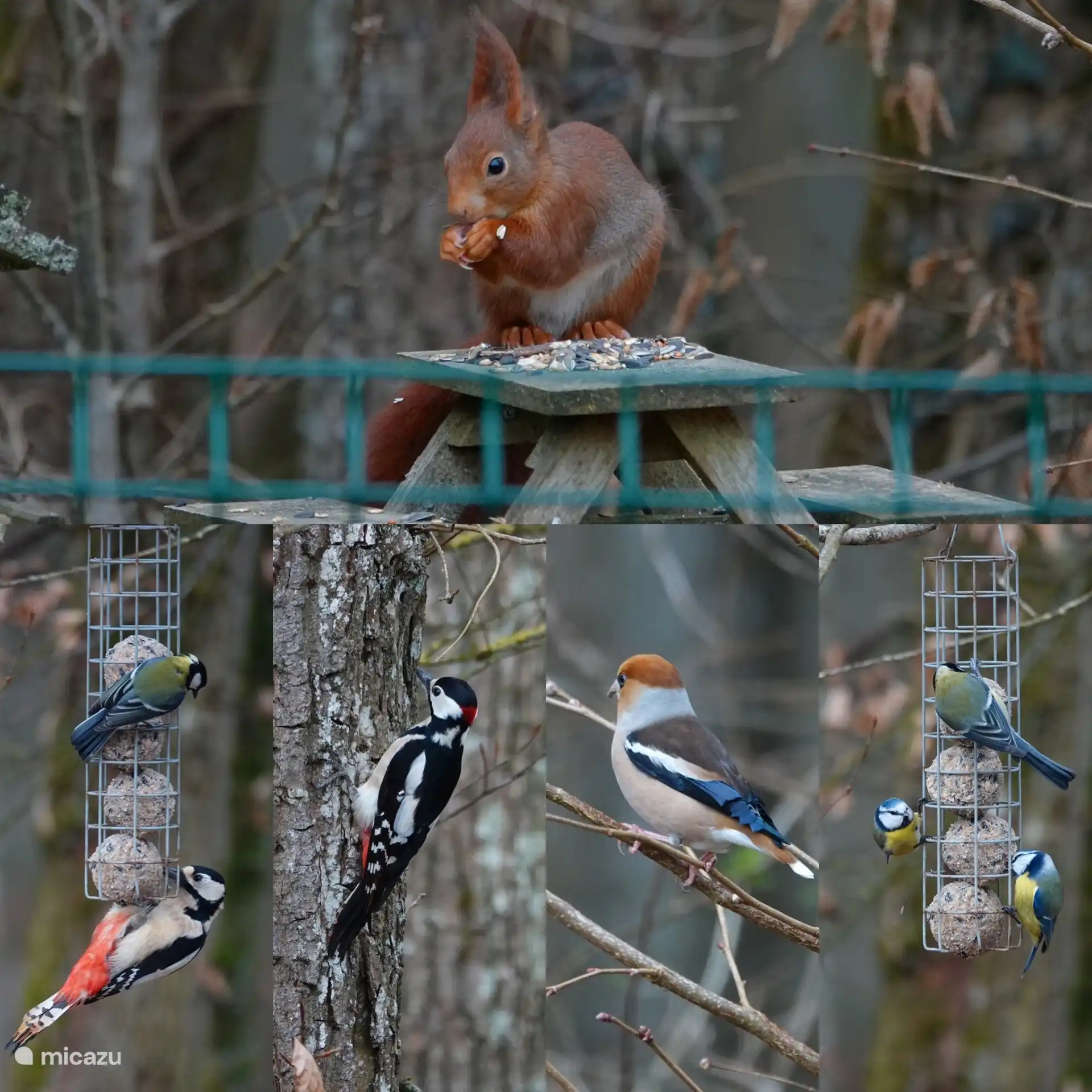 Fotos aus dem Garten oder von zu Hause aus... Die Bewohner des Waldes, die gerne zum Essen kommen. Und mit etwas Glück sehen Sie die Rehe, wenn morgens die Vorhänge geöffnet werden.