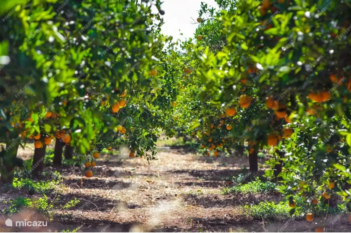 Orangengarten, auf den wir blicken
