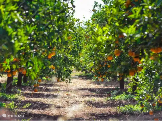 La casa Familia Costa Blanca huren in Spanje, Costa Blanca, Pego - vakantiehuis Sinaasappel garden waar we op uitkijken