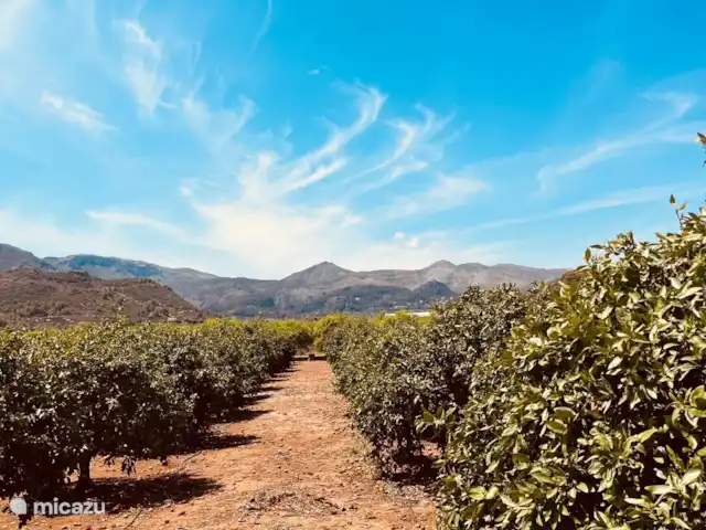La casa Familia Costa Blanca huren in Spanje, Costa Blanca, Pego - vakantiehuis Sinaasappel garden