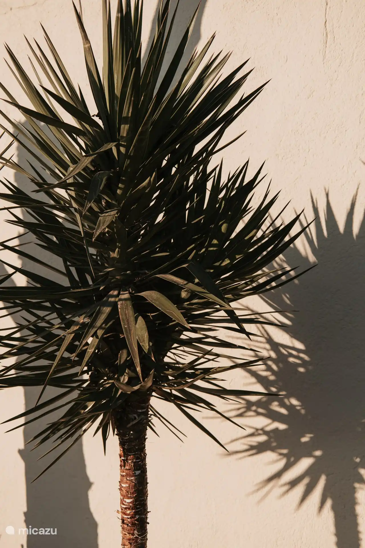 Plantes à l’avant de la maison