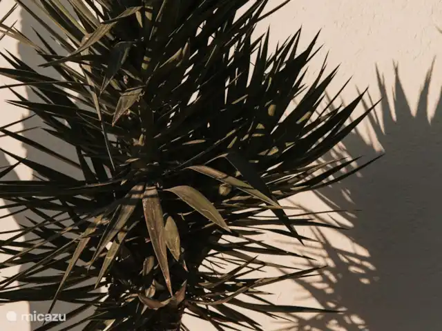 Location de Vacances Espagne, Costa Brava, Vidreres, chambres d'hôtes - Can Jan Vives Plantes à l’avant de la maison