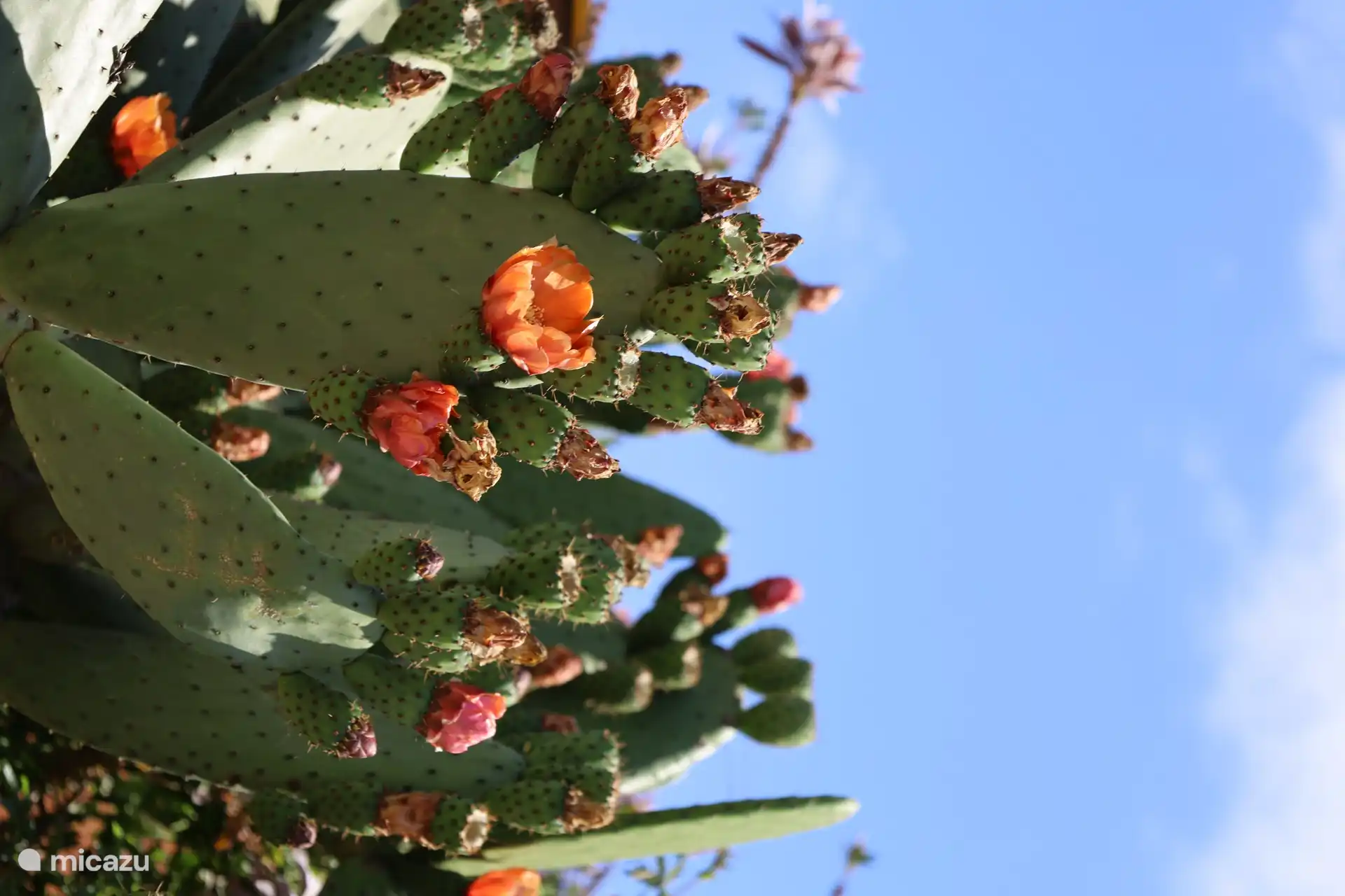 La plante de cactus à l’avant de la maison