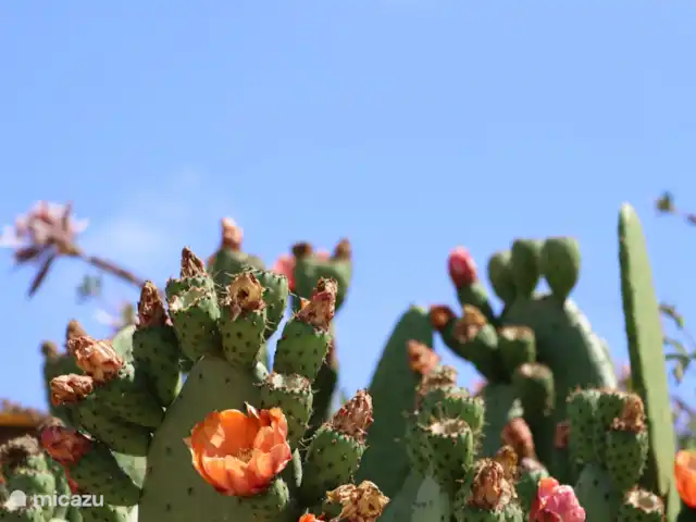 Location de Vacances Espagne, Costa Brava, Vidreres, chambres d'hôtes - Can Jan Vives La plante de cactus à l’avant de la maison