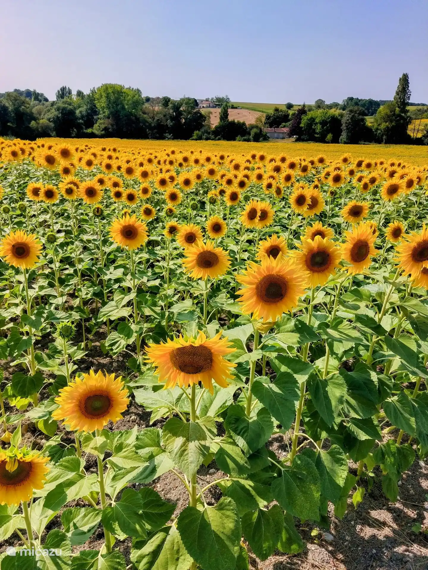 Typisch für die Region