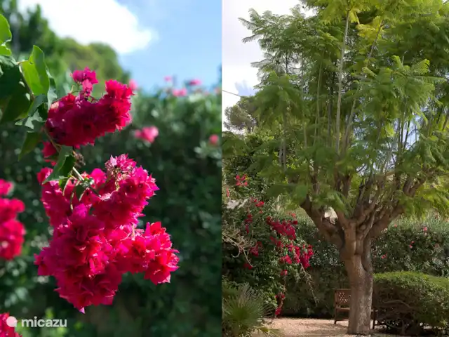 Villa Preciosa | Benissa | Moraira | Espagne, Costa Blanca, Benissa - villa Détails du jardin