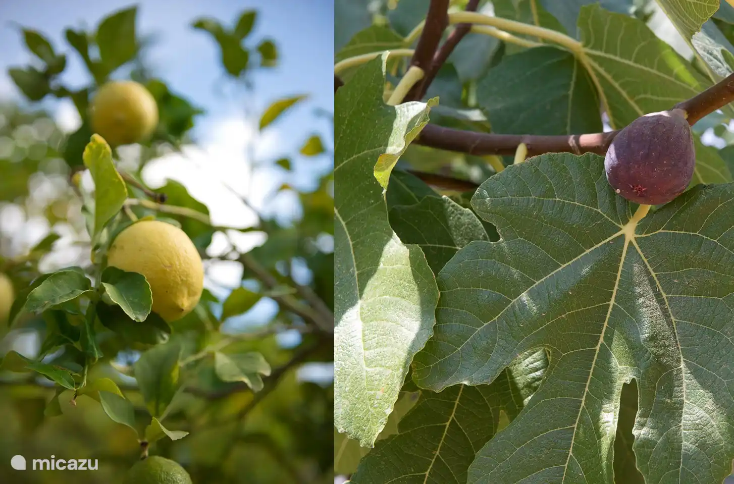 Garten mit Zitronen und Feigen