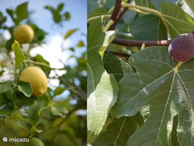 Villa Preciosa | Benissa | Moraira | Espagne, Costa Blanca, Benissa - villa Jardin avec citrons et figues