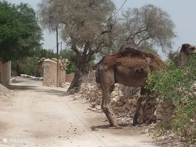 pension / guesthouse / privékamer huren in Marokko, Marrakech-Safi, Essaouira – M birika Aan de voorzijde van de villa