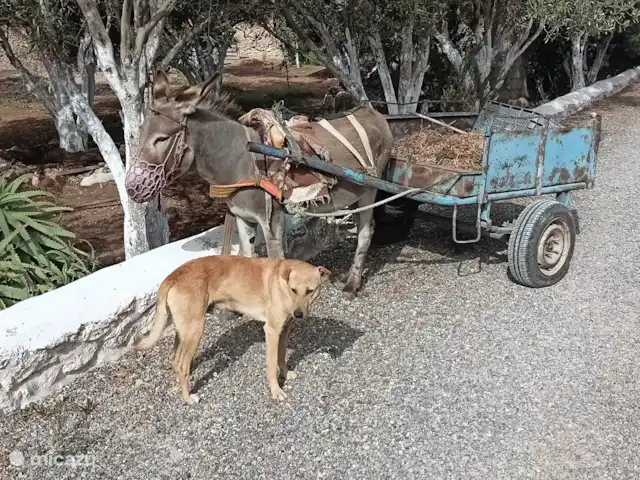 pension / guesthouse / privékamer huren in Marokko, Marrakech-Safi, Essaouira – M birika Onze tuinman met zijn knechten....
