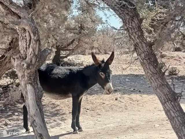 pension / guesthouse / privékamer huren in Marokko, Marrakech-Safi, Essaouira – M birika Rondom de villa