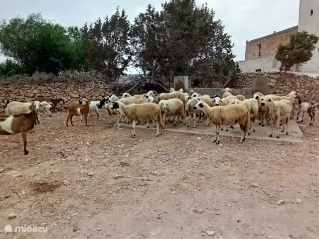 pension / guesthouse / privékamer huren in Marokko, Marrakech-Safi, Essaouira – M birika Rondom de villa