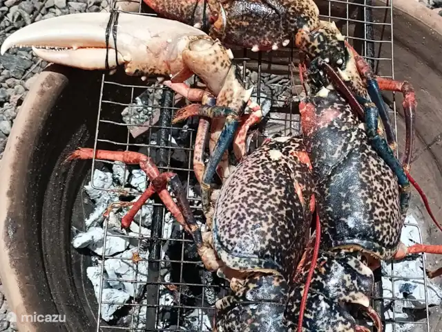 pension / guesthouse / privékamer huren in Marokko, Marrakech-Safi, Essaouira – M birika Op verzoek gegrilde kreeft