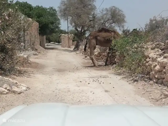 pension / guesthouse / privékamer huren in Marokko, Marrakech-Safi, Essaouira – M birika Aan de voorzijde van de villa