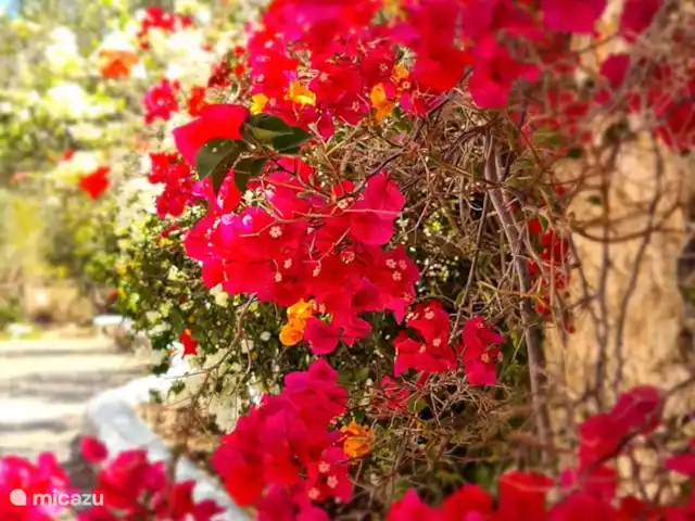 pension / guesthouse / privékamer huren in Marokko, Marrakech-Safi, Essaouira – M birika Bougainvillea in bloei